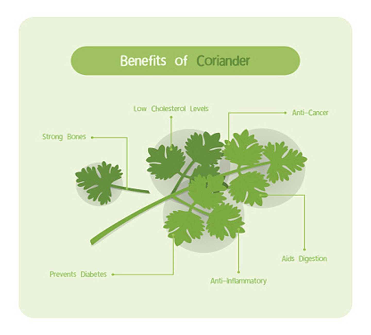 Coriander Seed Water Benefits